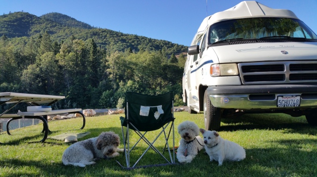 Camped at the Rogue River: Leashes on but not attached to anything! 