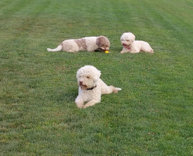 All 3 Lagotti. Waiting until I'm ready to go. This is what they usually do when off leash and I'm not moving. 